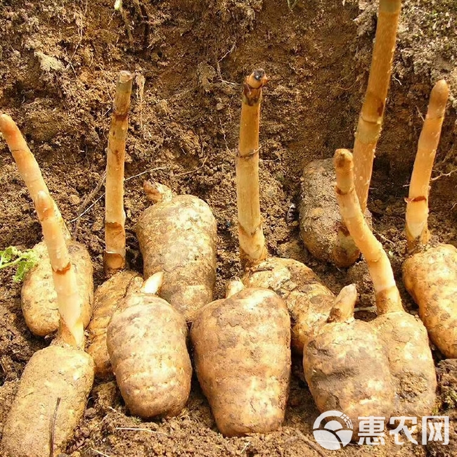 秦岭红白苔干天麻秦岭大山里林下自然生长的红白苔天麻