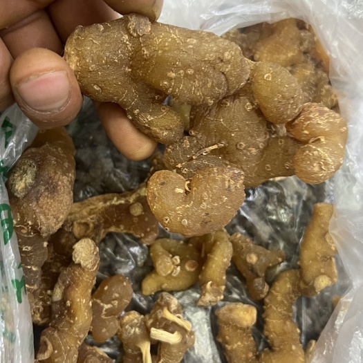 成都黄精
