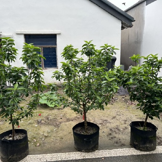 杭州中华木绣球斗球