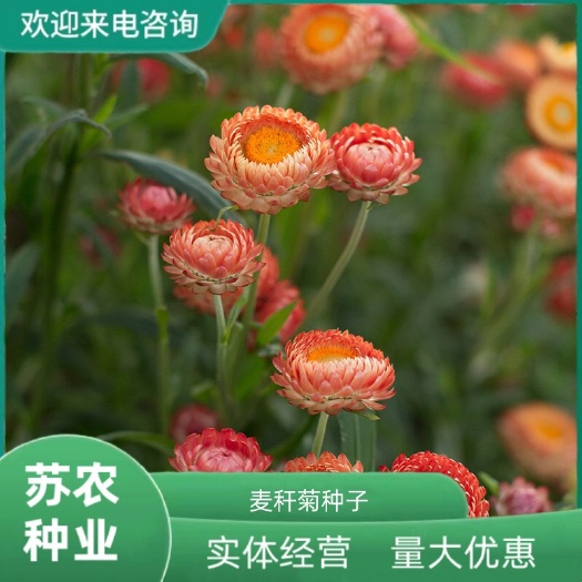 麦秆菊种子腊菊干花菊景观绿化盆栽花卉阳台园艺切花观花种籽子
