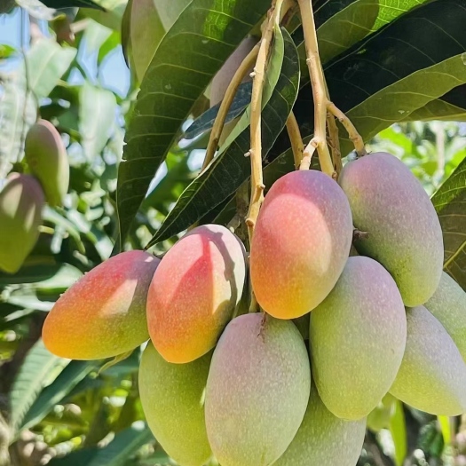 华坪县红贵妃芒果