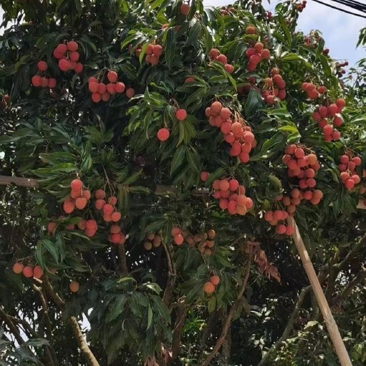 高州市高州新垌荔枝