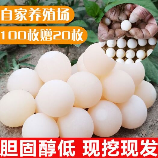 120枚甲鱼蛋王八蛋头窝鳖蛋生态新鲜食用宝宝辅食现挖现发