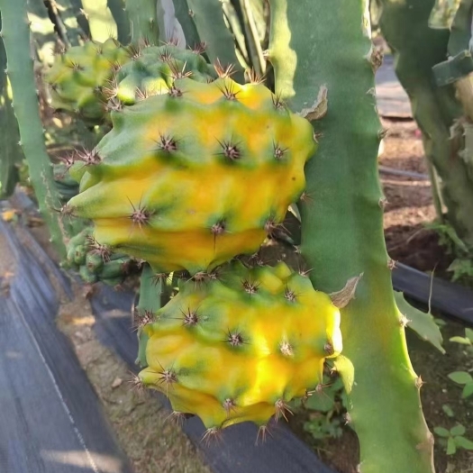 湛江燕窝果