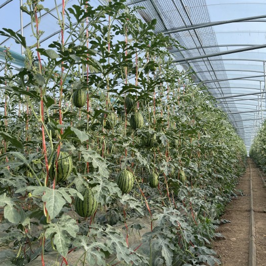大棚种植西瓜各种蔬菜产品