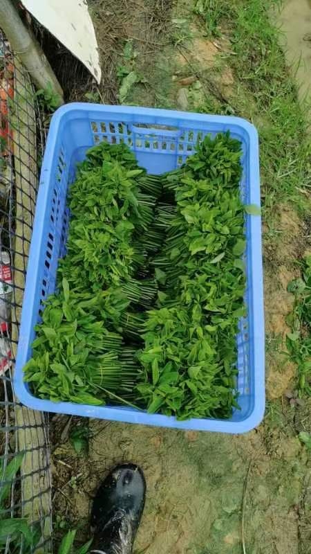 开平市树仔菜，天绿香