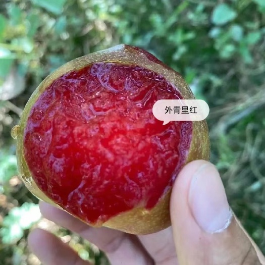 汉源县四川李子味帝国产恐龙蛋一件代发