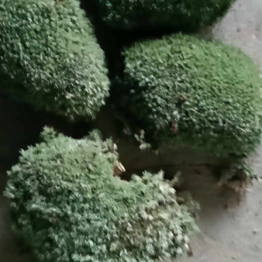 太湖县苔藓