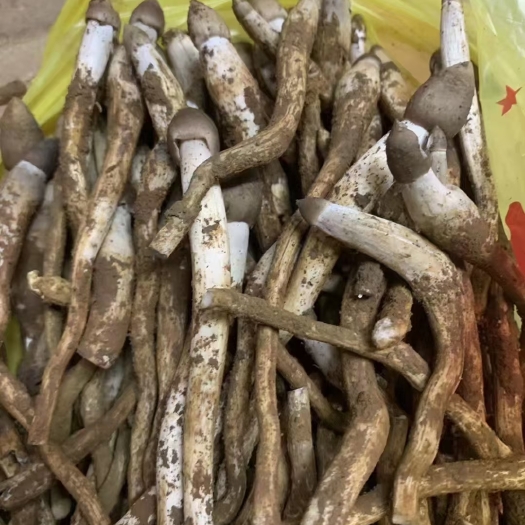 广州增城荔枝菌