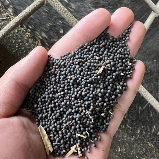 南通2025年江苏南通新货烘干菜籽