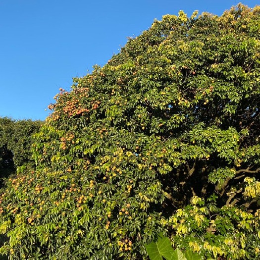 东莞市广东 东莞南面-桂味荔枝