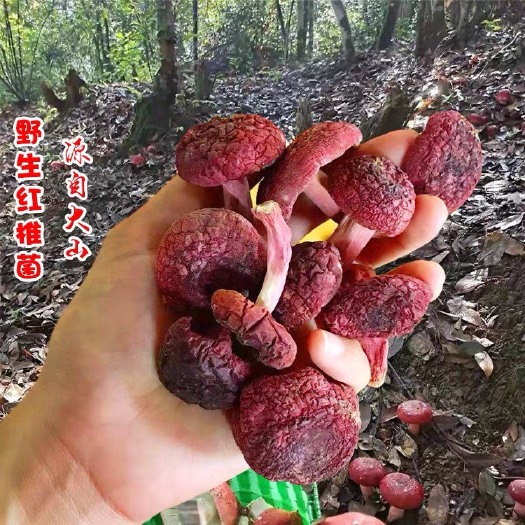 野生红菇广西特产红椎菌干货红菇蕾孕妇红蘑菇红菇福建