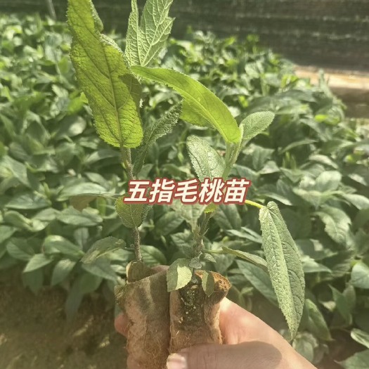 灵山县我卖的是五指毛桃在本草纲目中记载有这种个药品