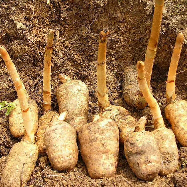 秦岭红白苔干天麻秦岭大山里林下自然生长的红白苔天麻