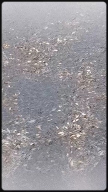 重庆市草鱼