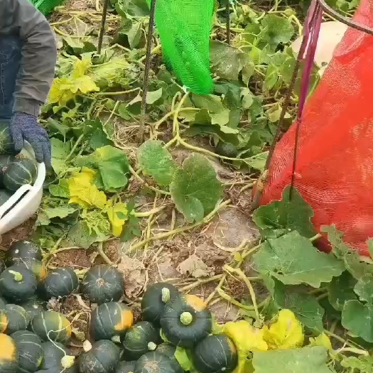 南宁还有一车贝贝南瓜