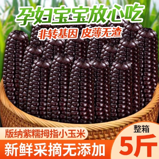 景洪市西双版纳紫糯黑拇指玉米宝宝代餐早餐小手指软糯香糯迷你真空袋装