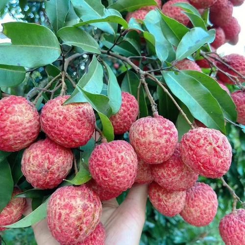 广州钱岗糯米池荔枝。预售