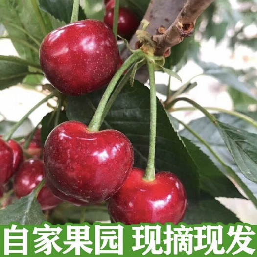 铜川樱桃，15元一斤