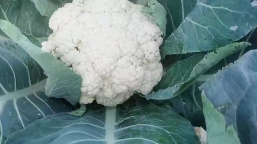 乐亭县唐山乐亭县大量菜花上市了！！！！！！