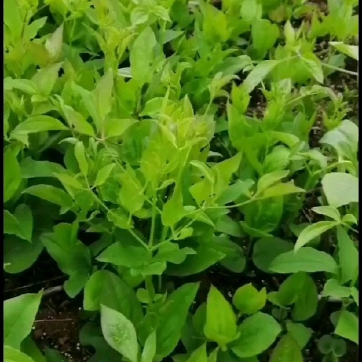 柳河县威灵仙2年苗，山辣椒苗，东北铁线莲