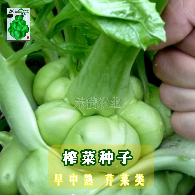 榨菜种子儿菜榨菜叶用茎用芥菜种子疙瘩菜耐抽薹新鲜蔬菜种子