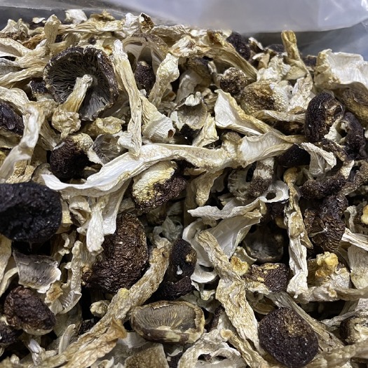 蕉岭县赤松茸产于世界长寿之乡，全程山泉水灌溉