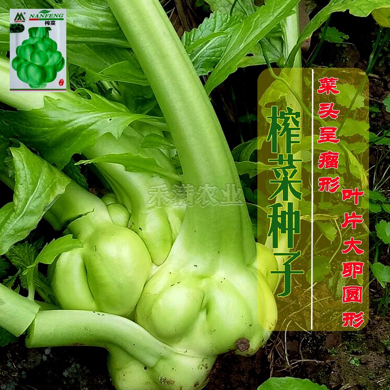 榨菜种子儿菜榨菜叶用茎用芥菜种子疙瘩菜耐抽薹新鲜蔬菜种子