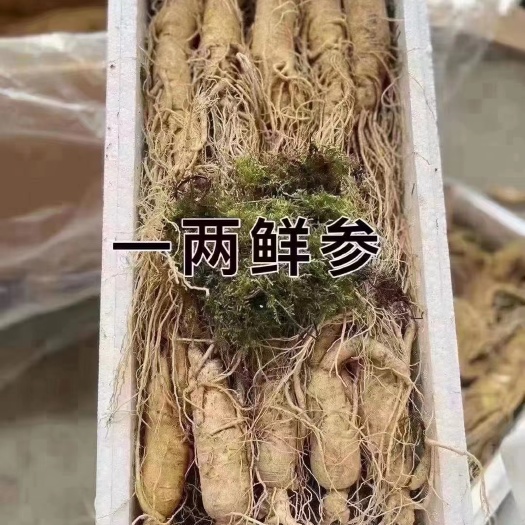 抚松县鲜人参长白山人参
