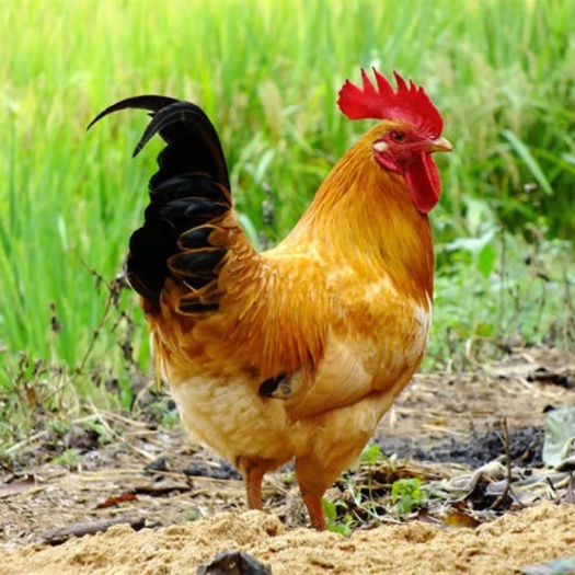 衡阳快大型黄羽肉鸡，包打疫苗，包路途存活
