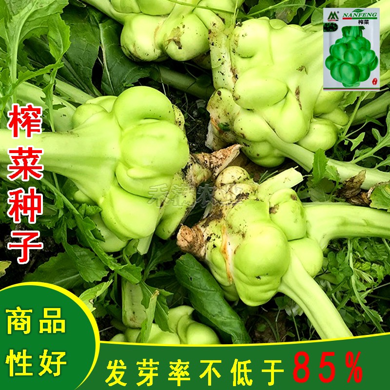 榨菜种子儿菜榨菜叶用茎用芥菜种子疙瘩菜耐抽薹新鲜蔬菜种子