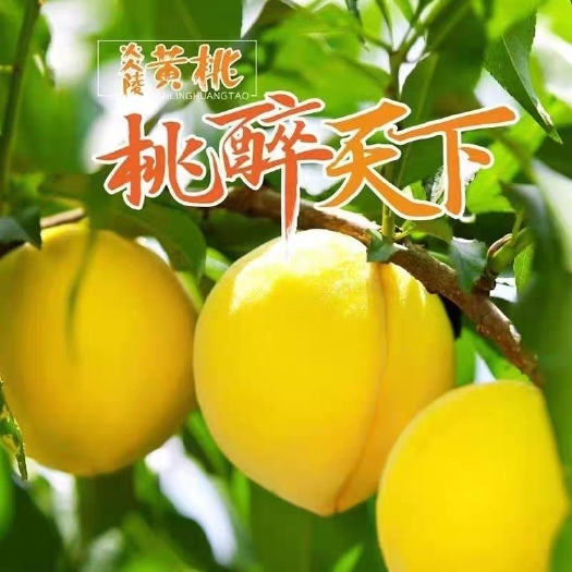 炎陵县炎陵黄桃高山红心黄桃高档礼盒装