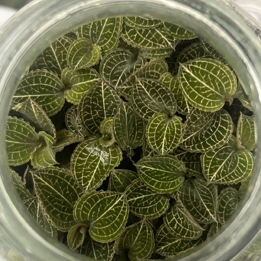 场地直发优质金线莲种苗，这是野生驯化苗