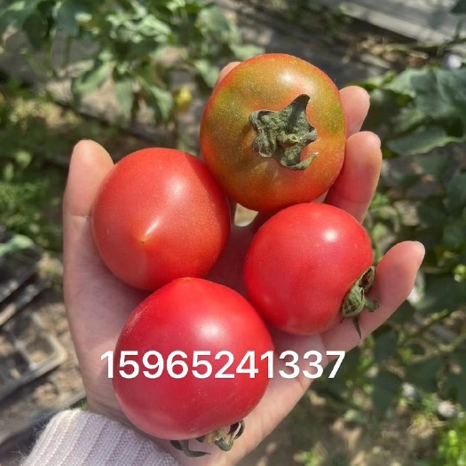 阳谷县草莓西红柿