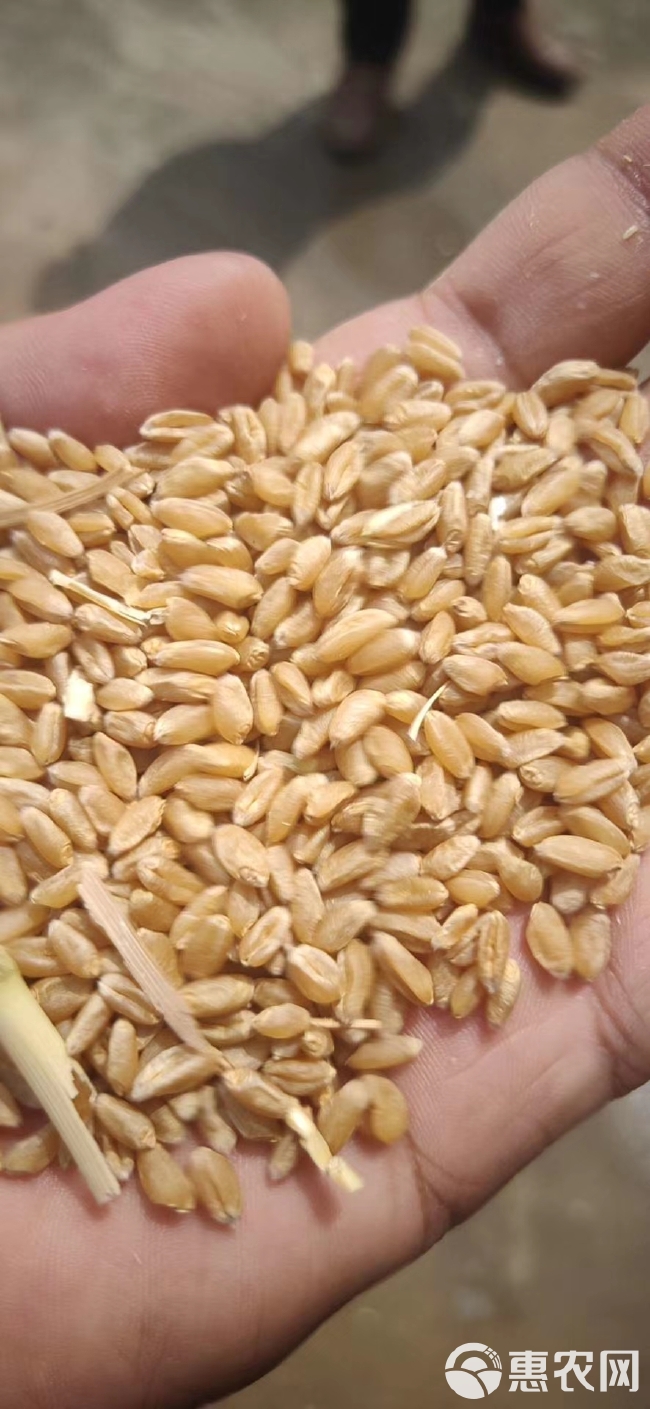 出售2023年新小麦和玉米