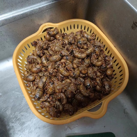 南京金蝉白蝉预售