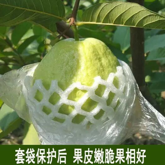 容县芭乐番石榴防虫网袋专用水果保护袋套泡沫袋专用一体包装套袋