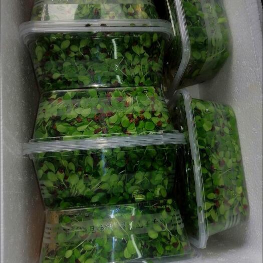 潍坊就近配送，保证新鲜，有机蔬菜