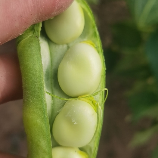 张家口鲜蚕豆。豆角