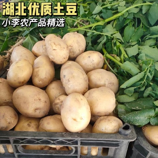 当阳市土豆品种齐全，产地出货