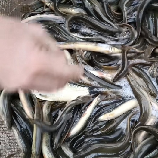 泥鳅