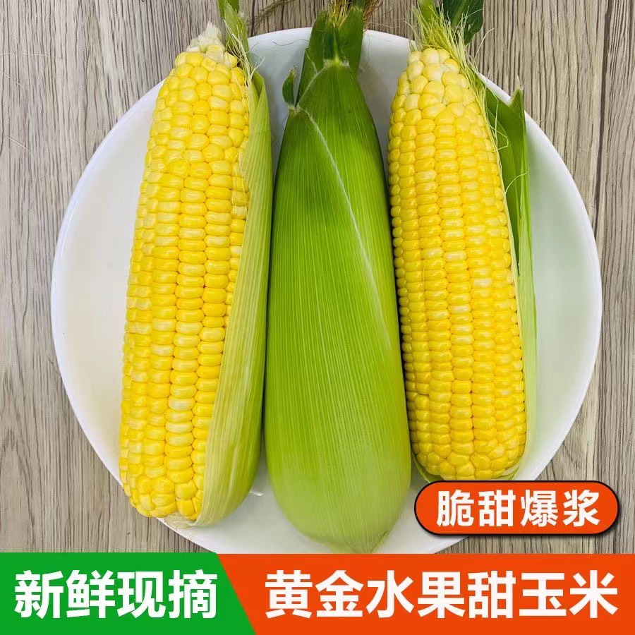 汉寿县【甜玉米】湖南甜玉米水果玉米一手货源价格实惠回头客多