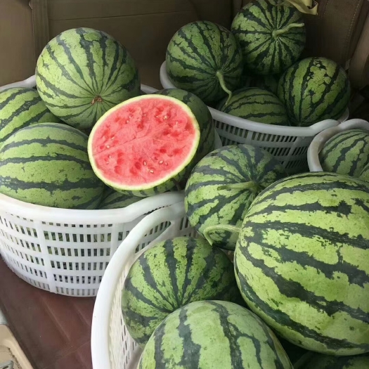 唐山唐山市丰南区麒麟瓜美都头茬无籽西瓜