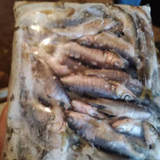 惠州新鲜，冰鲜鱼仔