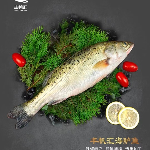 宁波海鲈鱼活鱼斩杀三去速冻腌制开背连锁店酒席烤鱼店专用
