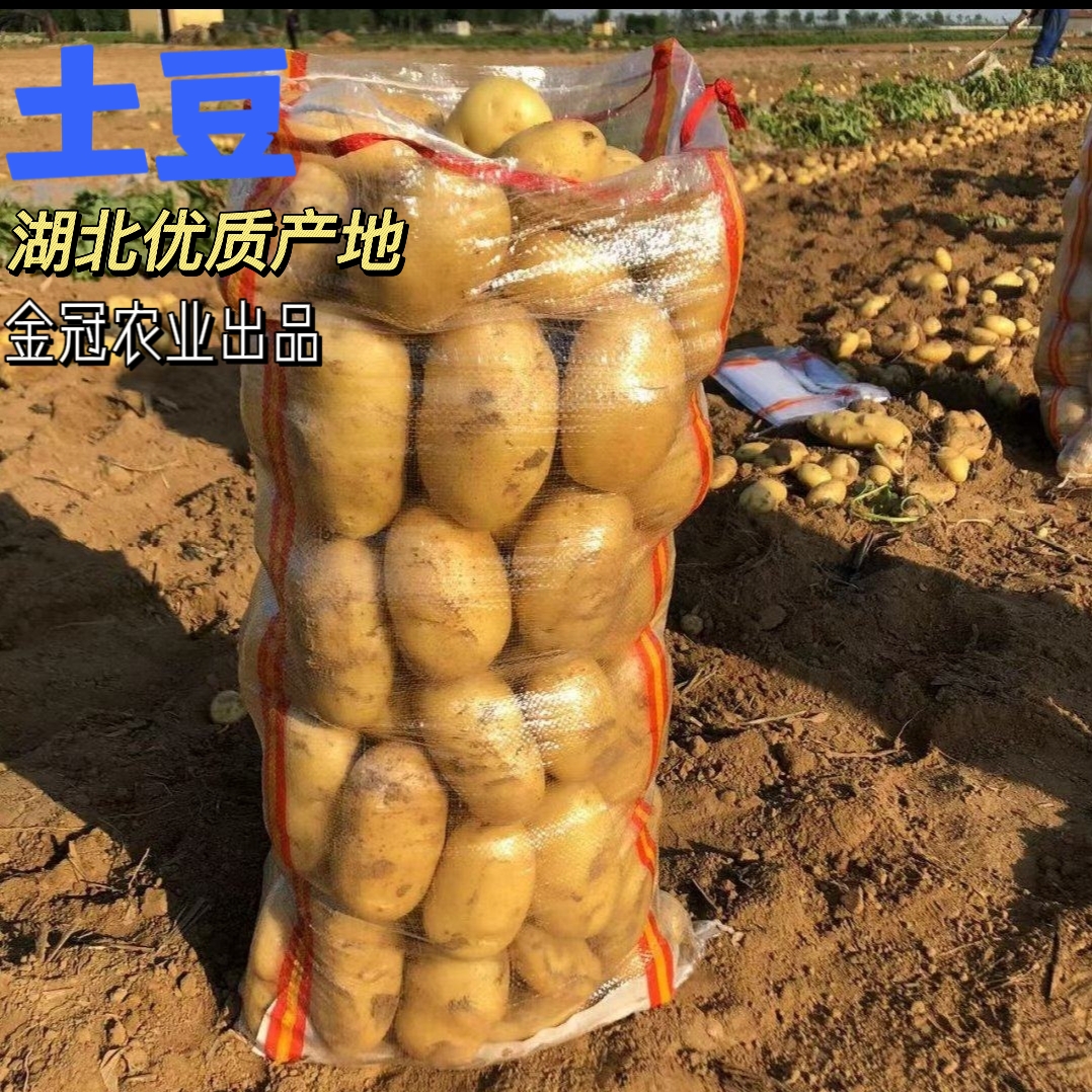 潜江市土豆产地供应(沃土系列、荷兰系列，黄心黄皮大量出货)