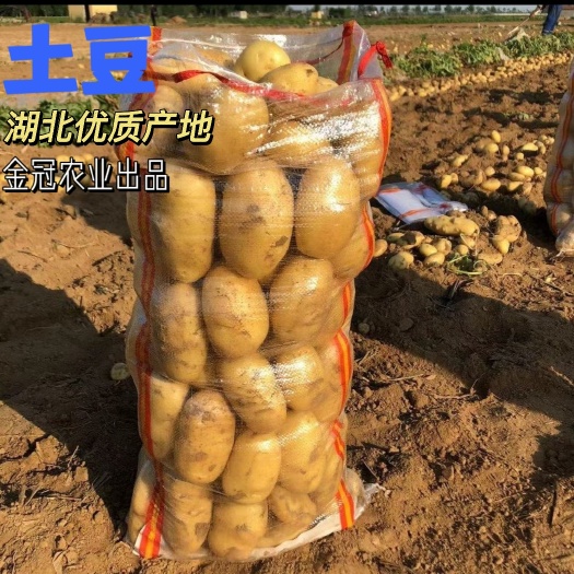 土豆产地供应(沃土系列、荷兰系列，黄心黄皮大量出货)