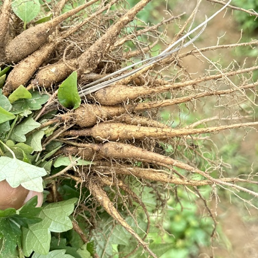 随州湖北省随州市地区白蔹苗山葡萄秧山地瓜野红薯五爪藤白根纯白心