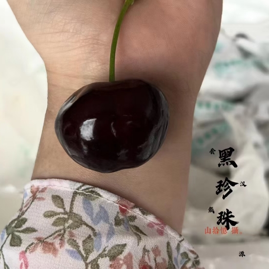 汉源县汉源车厘子套袋黑珍珠车厘子