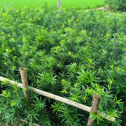 容县米叶罗汉松，菊花罗汉松